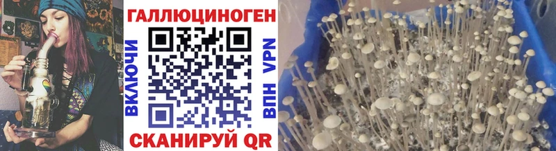 Псилоцибиновые грибы GOLDEN TEACHER Купить закладки Буй